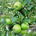 Granny smith